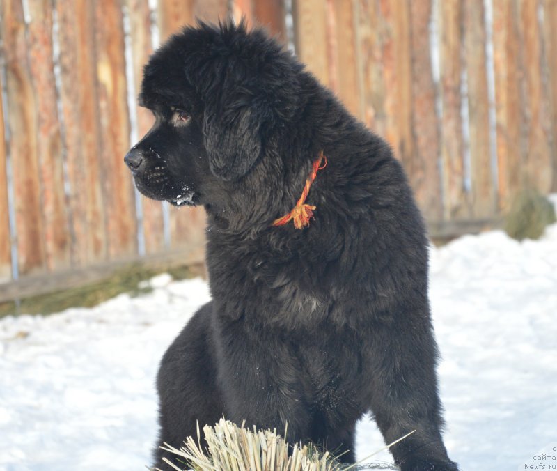 Фото: ньюфаундленд S'Nezhnaya Vjuga Vento Di Fiori (С'Нежная Вьюга Венто Ди Фиори)