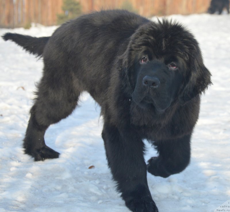 Фото: ньюфаундленд S'Nezhnaya Vjuga Vivara Verdi (С'Нежная Вьюга Вивара Верди)