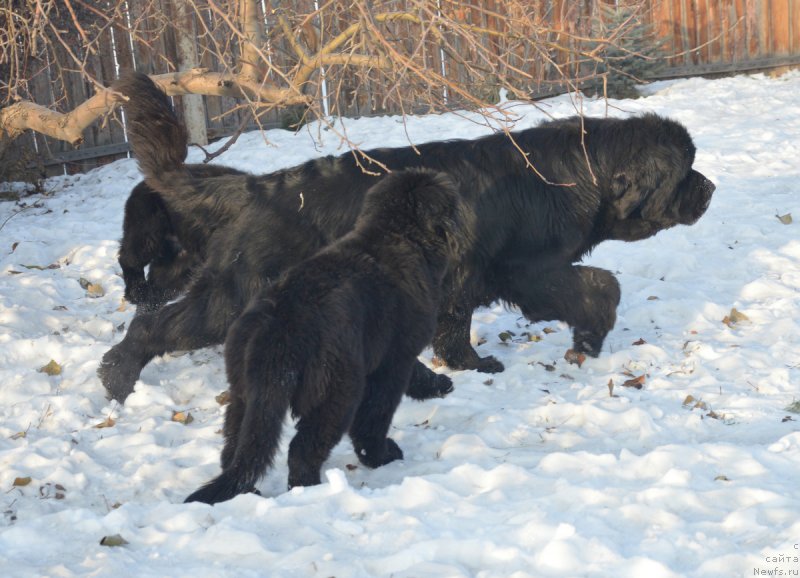 Фото: ньюфаундленд Overture iz Medvejyego Yara (Увертюра из Медвежьего Яра), ньюфаундленд S'Nezhnaya Vjuga Vento Di Fiori (С'Нежная Вьюга Венто Ди Фиори), ньюфаундленд S'Nezhnaya Vjuga Vivara Verdi (С'Нежная Вьюга Вивара Верди)