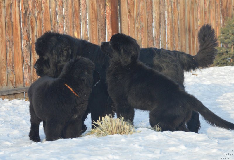 Фото: ньюфаундленд Overture iz Medvejyego Yara (Увертюра из Медвежьего Яра), ньюфаундленд S'Nezhnaya Vjuga Vento Di Fiori (С'Нежная Вьюга Венто Ди Фиори), ньюфаундленд S'Nezhnaya Vjuga Vivara Verdi (С'Нежная Вьюга Вивара Верди)