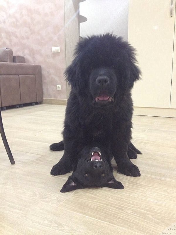 Фотография № 217908