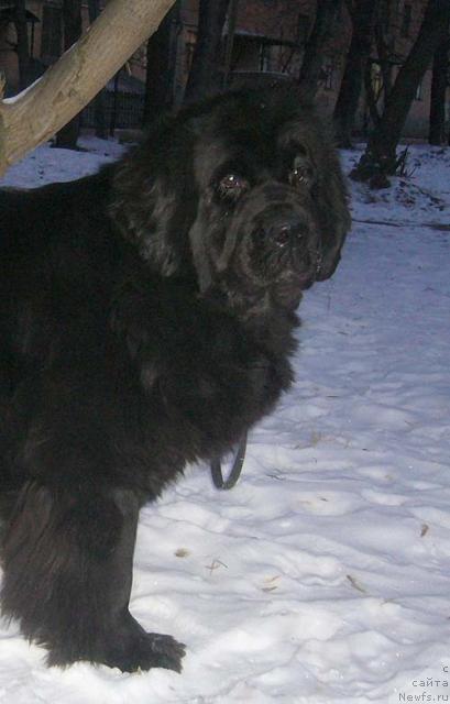 Фото: ньюфаундленд Super Bizon Antaliya (Супер Бизон Анталия)