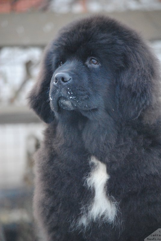 Фотография № 217910