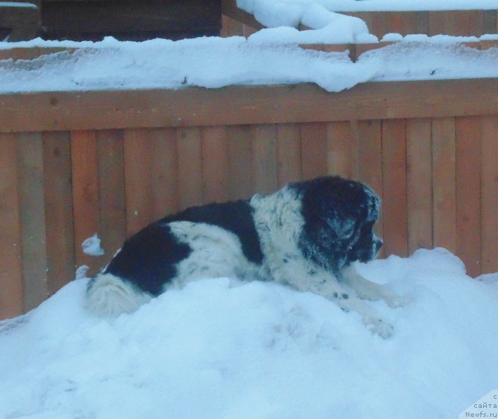 Фото: ньюфаундленд Baffi ot Karel'skih Medvedey (Баффи от Карельских Медведей)