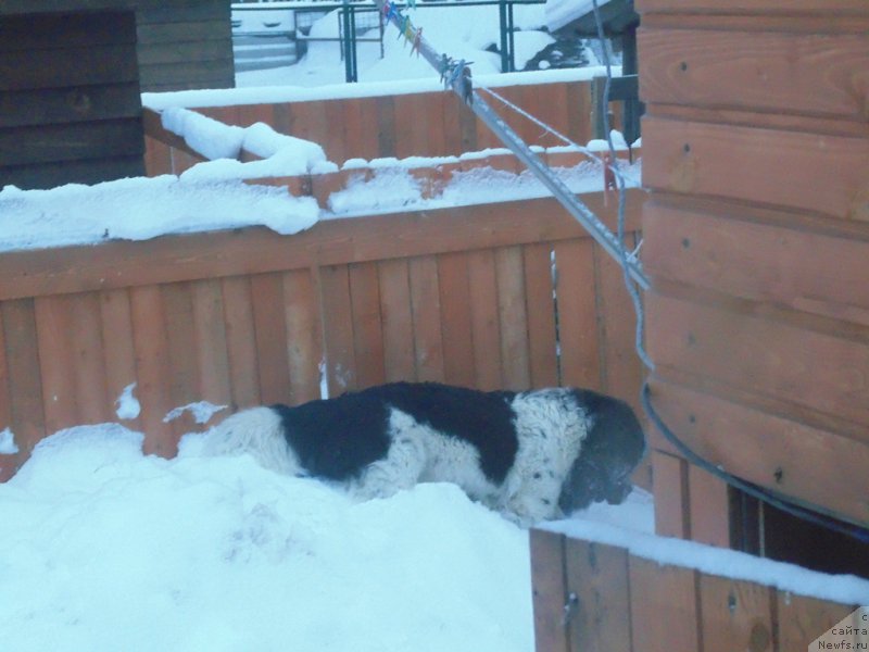 Фото: ньюфаундленд Baffi ot Karel'skih Medvedey (Баффи от Карельских Медведей)