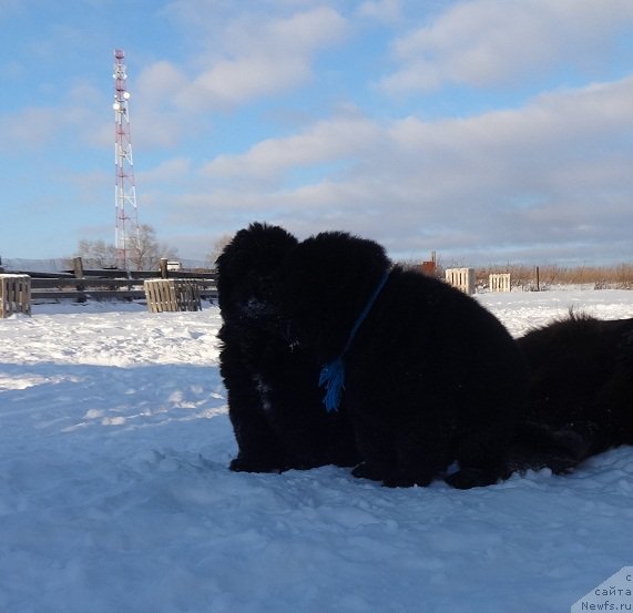 Фото: ньюфаундленд N'yufort Carica Nochi (Ньюфорт Царица Ночи)