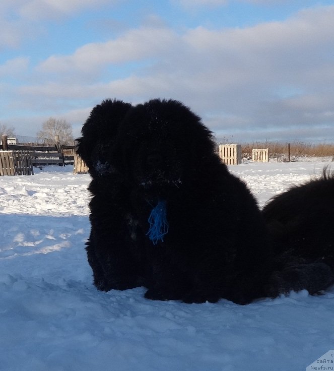 Фото: ньюфаундленд N'yufort Instinkt Vinner Knayt Itus (Ньюфорт Инстинкт Виннер Кнайт Итус)