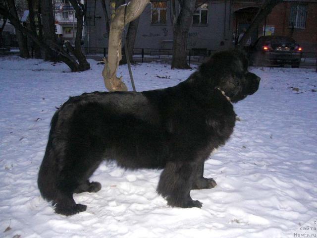 Фото: ньюфаундленд Super Bizon Antaliya (Супер Бизон Анталия)