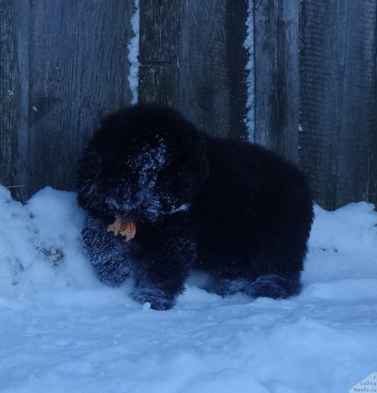 Фото: ньюфаундленд N'yufort Imperator (Ньюфорт Император)