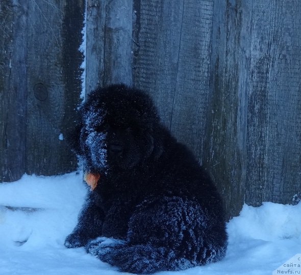 Фото: ньюфаундленд N'yufort Imperator (Ньюфорт Император)