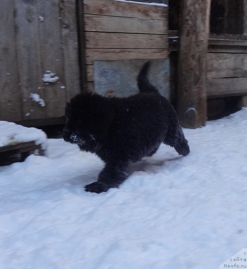 Фото: ньюфаундленд Njufort iz Peni Morskoy Afrodita (Ньюфорт из Пены Морской Афродита)