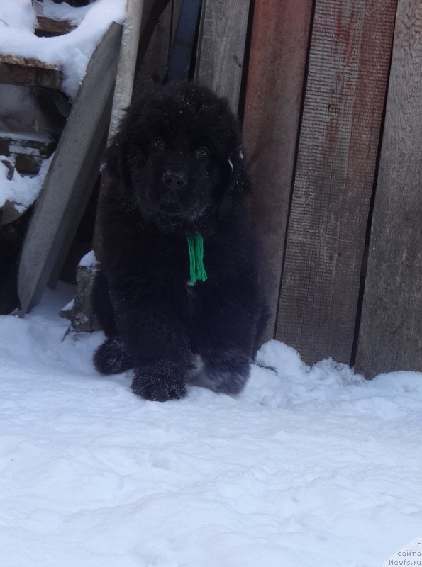 Фото: ньюфаундленд N'yufort it iz ze Best of All (Ньюфорт ит из зе Бест оф Алл)