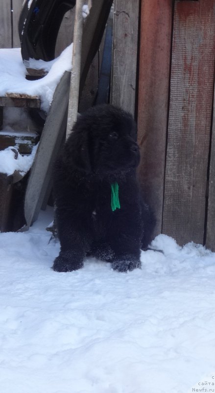 Фото: ньюфаундленд N'yufort it iz ze Best of All (Ньюфорт ит из зе Бест оф Алл)