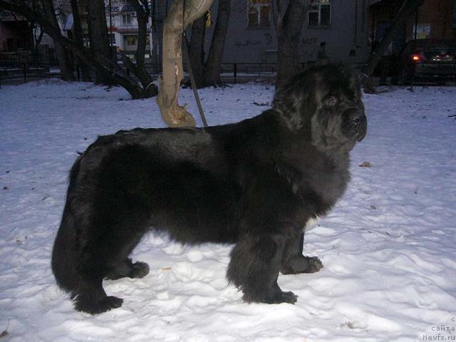 Фото: ньюфаундленд Super Bizon Antaliya (Супер Бизон Анталия)