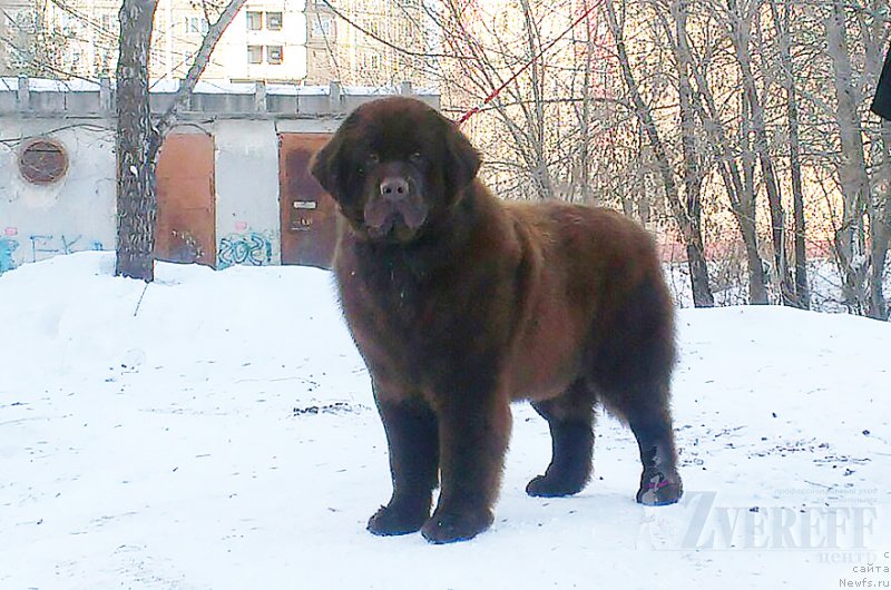 Фотография № 217935