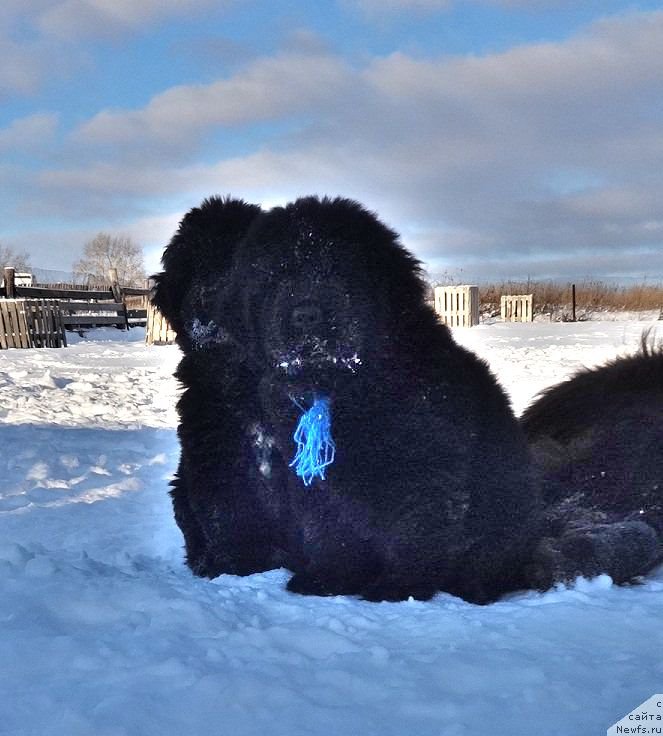 Фото: ньюфаундленд N'yufort Carica Nochi (Ньюфорт Царица Ночи)