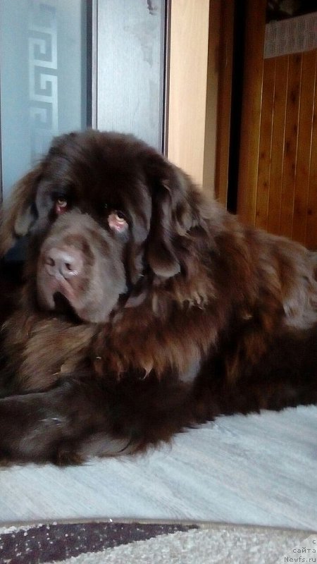 Фото: ньюфаундленд Braunblad MSK Sidni Svitin Sanlayt (Браунблад МСК Сидни Свитин Санлайт)