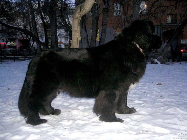 Фото: ньюфаундленд Super Bizon Antaliya (Супер Бизон Анталия)