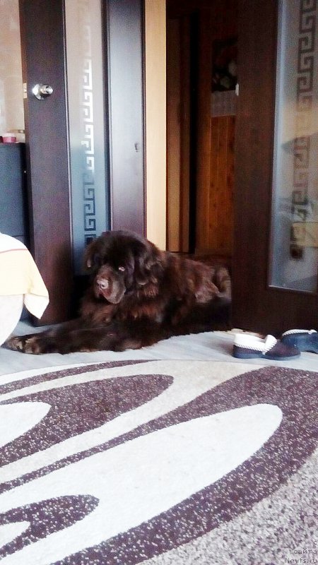 Фото: ньюфаундленд Braunblad MSK Sidni Svitin Sanlayt (Браунблад МСК Сидни Свитин Санлайт)