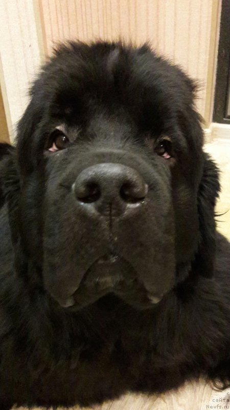 Фото: ньюфаундленд Belkonder-Club Jamaica Blue Mountin (Белкондер-Клаб Ямайка Блю Маунтин)