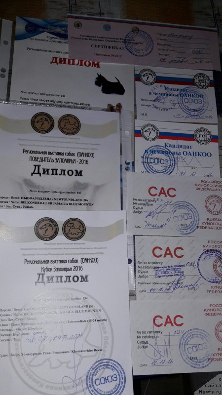 Фото: ньюфаундленд Belkonder-Club Jamaica Blue Mountin (Белкондер-Клаб Ямайка Блю Маунтин)