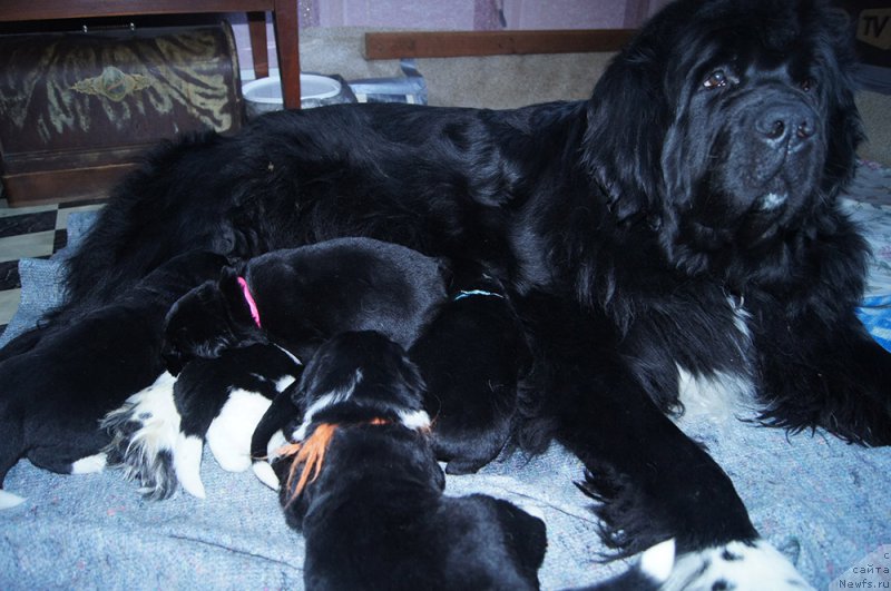 Фотография № 217946