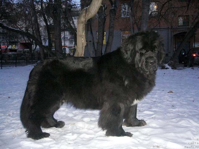 Фото: ньюфаундленд Super Bizon Antaliya (Супер Бизон Анталия)