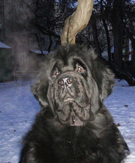 Фото: ньюфаундленд Super Bizon Antaliya (Супер Бизон Анталия)