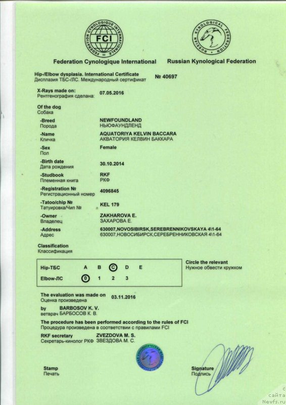 Фото: ньюфаундленд Aquatoriya Kelvin Bakkara (Акватория Келвин Баккара)