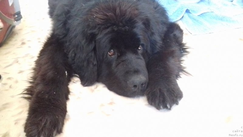 Фото: ньюфаундленд N'yufort Lapochka Dochka (Ньюфорт Лапочка Дочка)