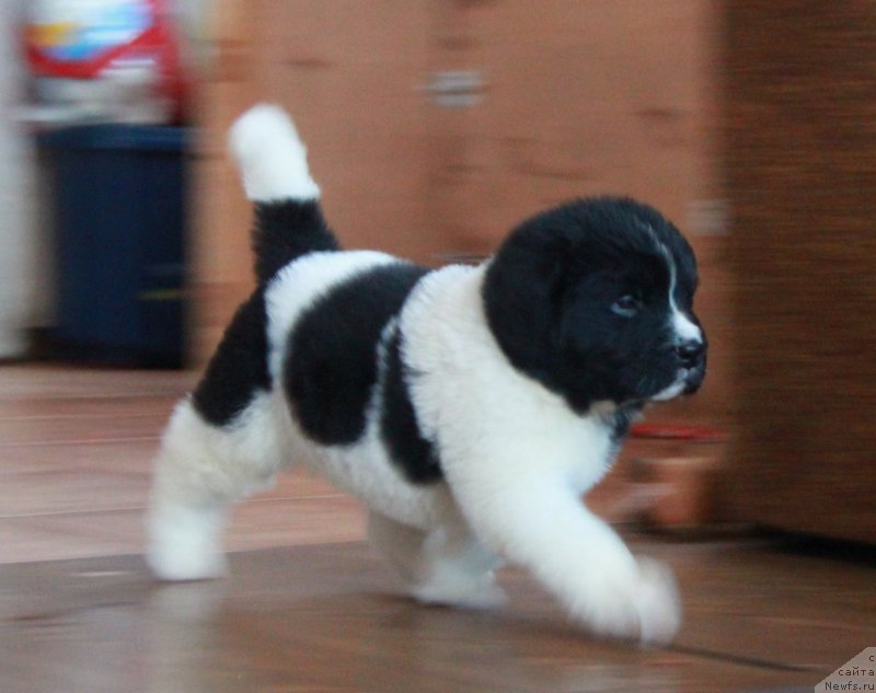 Фото: Щенок 