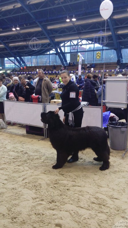 Фото: ньюфаундленд Smigar Ahil Fenix (Смигар Ахил Феникс), Natal'ya Romanenko (Наталья Романенко)