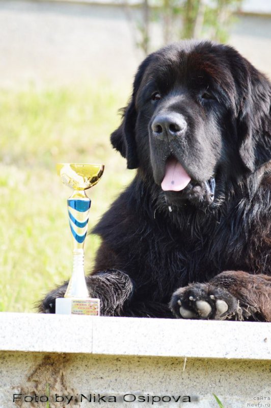 Фото: ньюфаундленд Smigar Ahil Fenix (Смигар Ахил Феникс)