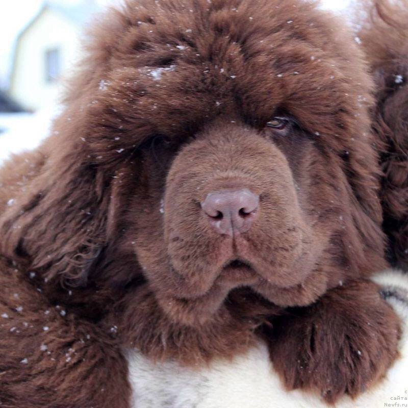 Фото: ньюфаундленд Brownblood MSK Armata Loyar Aid (Браунблад МСК Армата Лойар Аид)