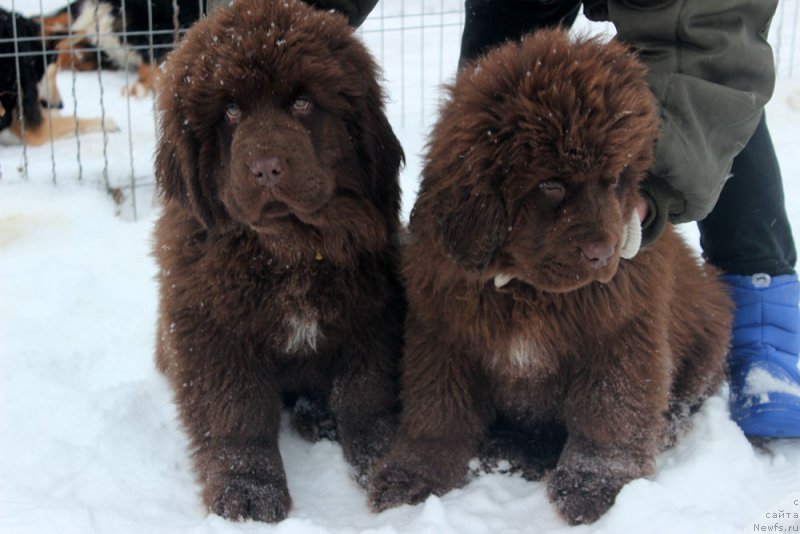 Фото: ньюфаундленд Brownblood MSK Armata Loyar Aid (Браунблад МСК Армата Лойар Аид), ньюфаундленд Brownblood MSK Avanti Darling Kid (Браунблад МСК Аванти Дарлинг Кид)