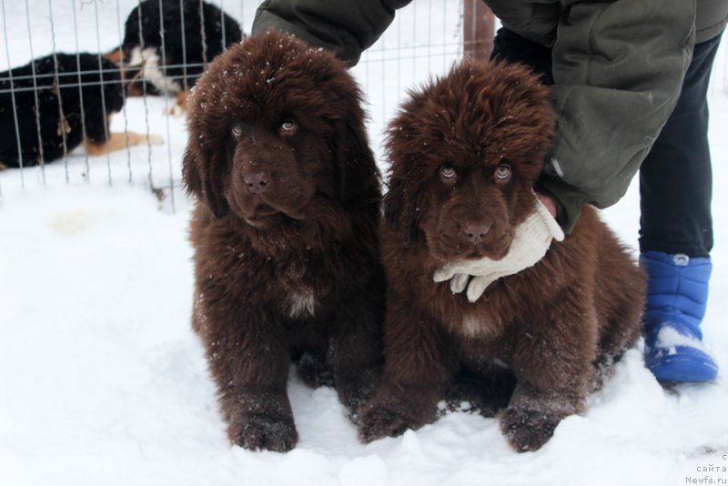 Фото: ньюфаундленд Brownblood MSK Armata Loyar Aid (Браунблад МСК Армата Лойар Аид), ньюфаундленд Brownblood MSK Avanti Darling Kid (Браунблад МСК Аванти Дарлинг Кид)