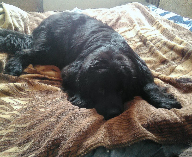 Фото: ньюфаундленд N'yufort Divnaya Diana (Ньюфорт Дивная Диана), ньюфаундленд N'yufort Divnaya Diana (Ньюфорт Дивная Диана)