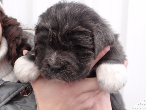 Фото: ньюфаундленд Bossi Sladkaya Malyishka (Босси Сладкая Малышка)