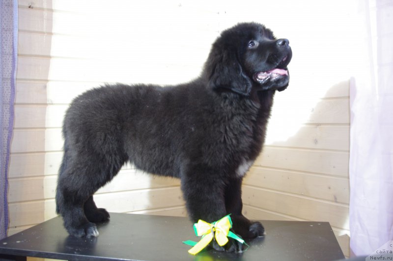 Фото: ньюфаундленд May Frend N'yufi Ledi Gaga (Май Френд Ньюфи Леди Гага)