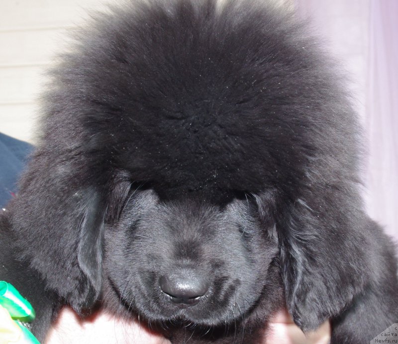 Фото: ньюфаундленд May Frend N'yufi Ledi Gaga (Май Френд Ньюфи Леди Гага)