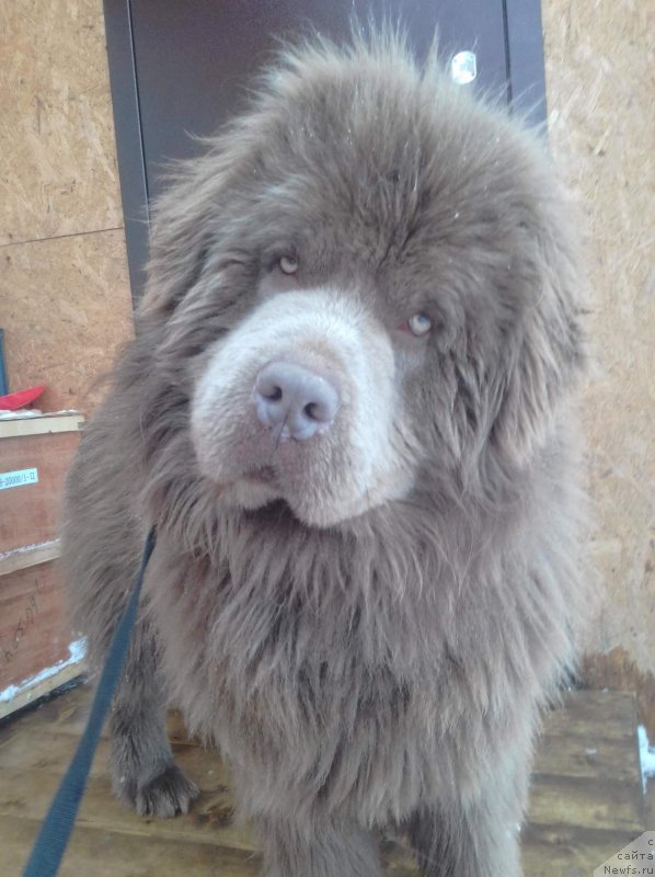 Фото: ньюфаундленд Agat Jelaniy ot Marleon Dusvik (Агат Желаний от Марлеон Дусвик)