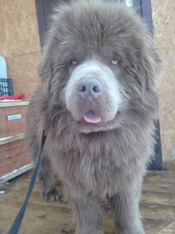 Фото: ньюфаундленд Agat Jelaniy ot Marleon Dusvik (Агат Желаний от Марлеон Дусвик)