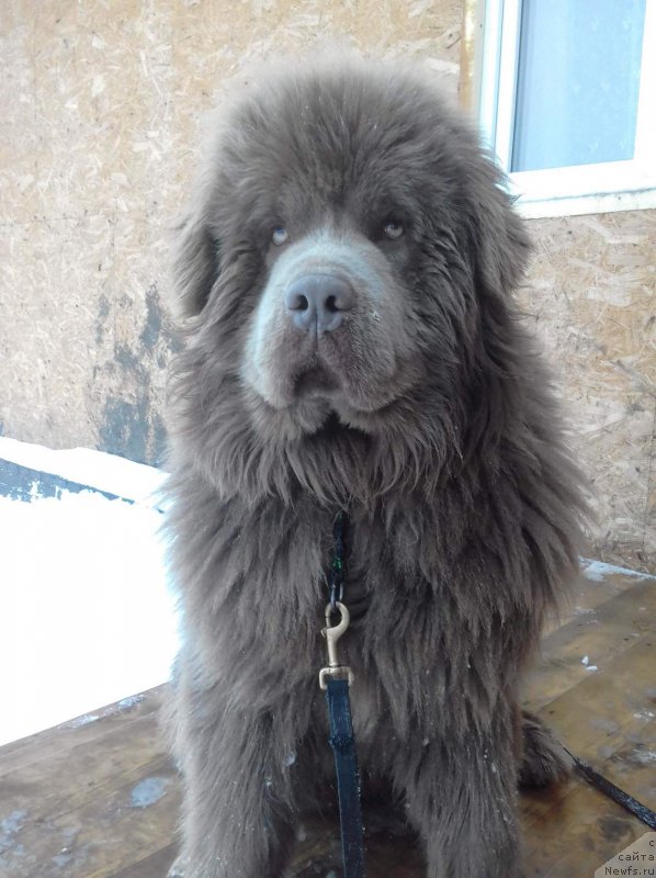 Фото: ньюфаундленд Agat Jelaniy ot Marleon Dusvik (Агат Желаний от Марлеон Дусвик)