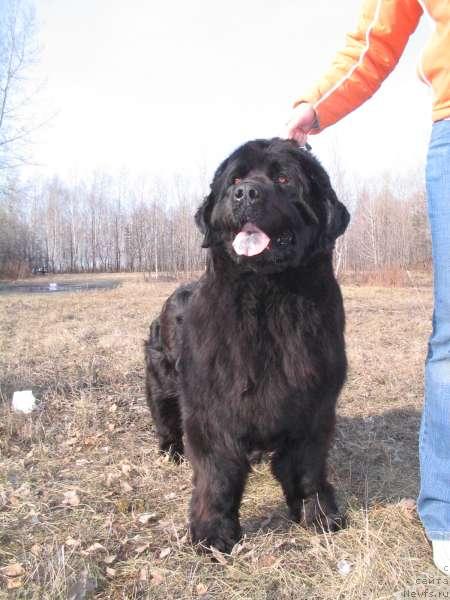 Фото: ньюфаундленд Bolshaya Medveditsa iz Tihogo Omuta (Большая Медведица из Тихого Омута)