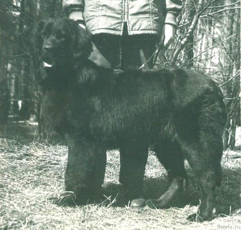 Фото: ньюфаундленд Cillor Orita (Циллор Орита)