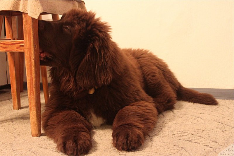 Фото: ньюфаундленд Brownblood MSK Abrams-Strong (Браунблад МСК Абрамс-Стронг)