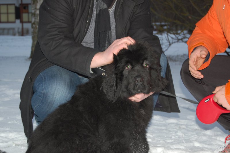 Фото: ньюфаундленд Brownblood MSK Amadey-Defender (Браунблад МСК Амадей-Дефендер)