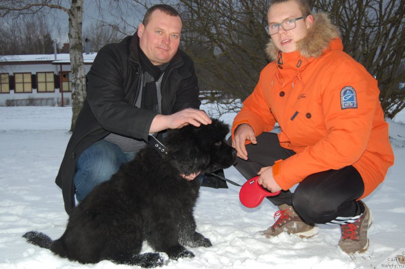 Фото: ньюфаундленд Brownblood MSK Amadey-Defender (Браунблад МСК Амадей-Дефендер)