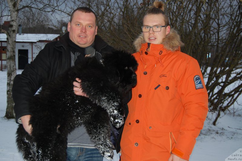 Фото: ньюфаундленд Brownblood MSK Amadey-Defender (Браунблад МСК Амадей-Дефендер)