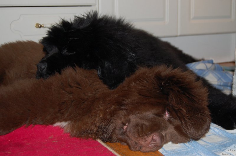 Фото: ньюфаундленд Brownblood MSK Amadey-Defender (Браунблад МСК Амадей-Дефендер), ньюфаундленд Brownblood MSK Alpina Guardian Soul (Браунблад МСК Альпина Гуардиан Соул)